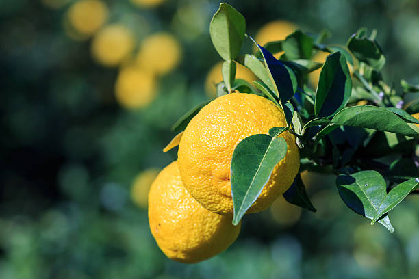 istock Yuzu: Citrus junos is a kind of Japanese citrus 495772200