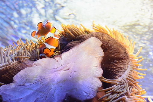 A pair of clownfish hanging out in a tank.