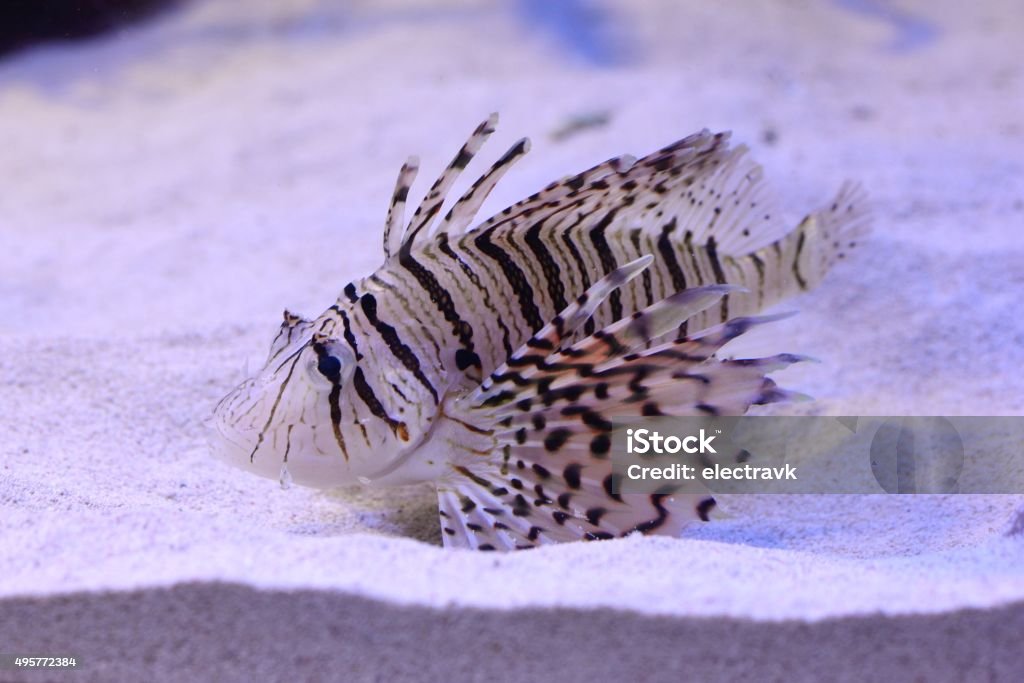 Lionfish A lone lion fish swimming in a tank. 2015 Stock Photo
