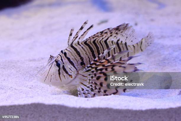 Lionfish Stock Photo - Download Image Now - 2015, Anemonefish, Animal Themes