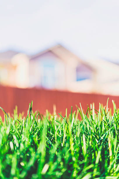 istock Lush green grass growing in sunlight with house in background 495772638