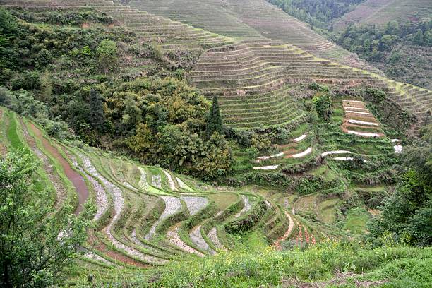 istock Longsheng Dragon's backbone Rice Terraces, Guangxi China 495773144