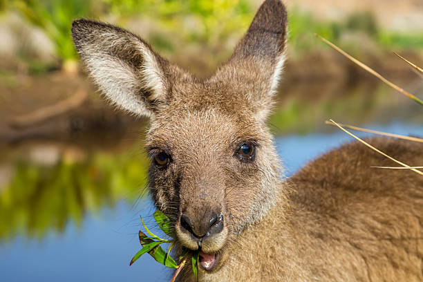 istock Australian Kangaroos in Pebbly Beach 495773310