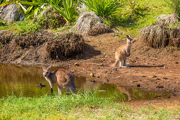australian kangaroos en pebbly beach - parque nacional murramarang fotografías e imágenes de stock