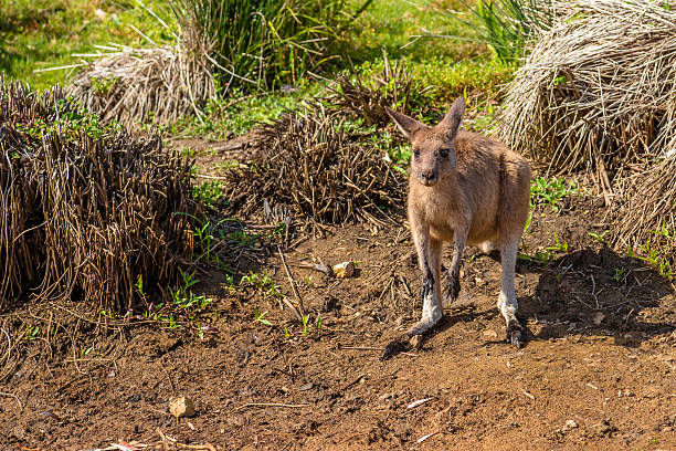 canguro rojo australia - parque nacional murramarang fotografías e imágenes de stock