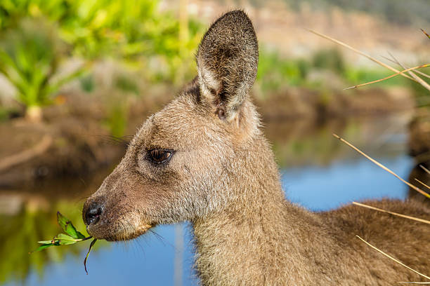australian kangaroo nueva gales del sur - parque nacional murramarang fotografías e imágenes de stock