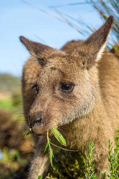 australian canguro comer - parque nacional murramarang fotografías e imágenes de stock