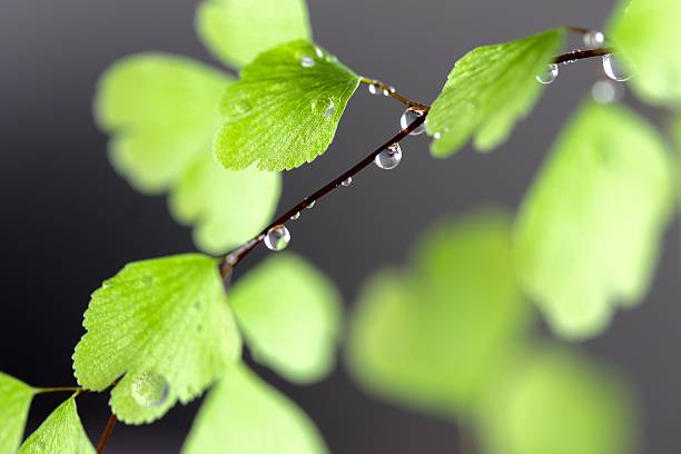 Rain Drops on Fern stock photo