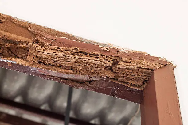 Photo of Timber beam of door damaged by termite