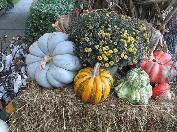 istock PUMPKINS,COTTON, AND FLOWERS 495776796