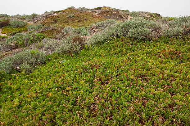 istock California beach landscape with native succulent plants 495778444