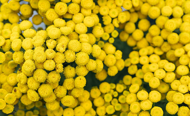 Perennial herb.Tansy (Tanacetum) stock photo