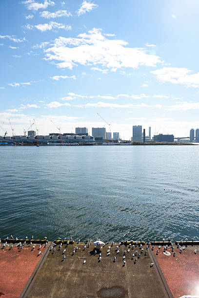 istock Lots of seagulls takes a rest on harbor's concrete 495779208