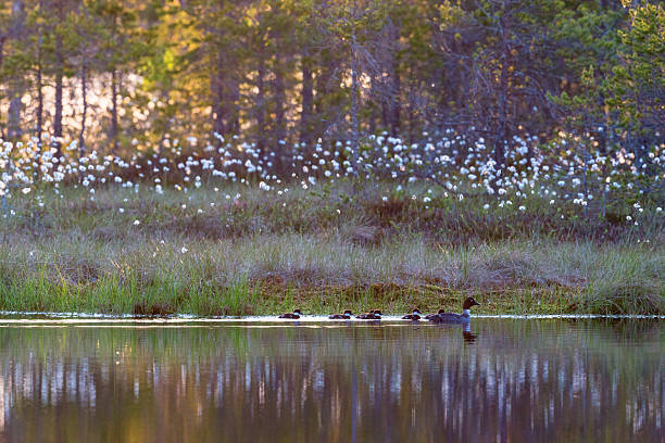 Goldeneye with ducklings Goldeneye with ducklings in lake at sunrise on the bog female goldeneye duck bucephala clangula swimming stock pictures, royalty-free photos & images