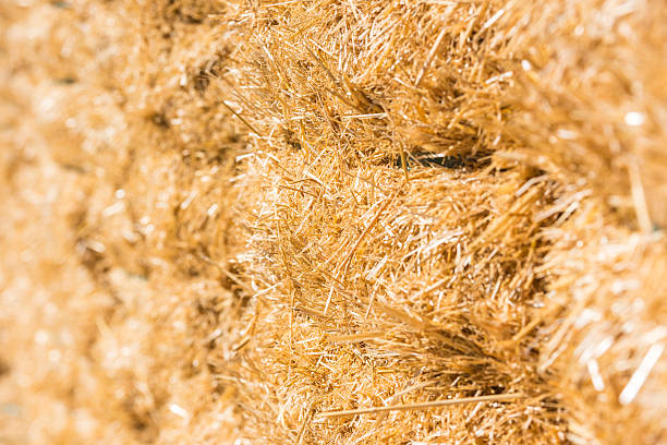 istock Fresh straw hay bales background 495780162