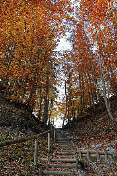 autunno - hinauf foto e immagini stock