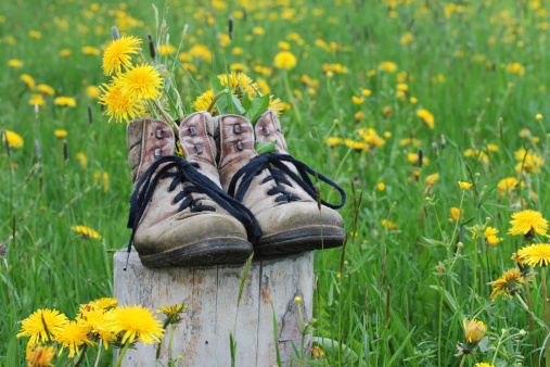 Mountain sport in the spring - climbing boots in a dandelion meadow
