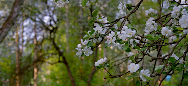 Apple tree blossom, Beautiful romantic sunset illuminates a tree in bloom,  spring calm background, White flowers, sun on a apple blossom, apple blossom on a sunset