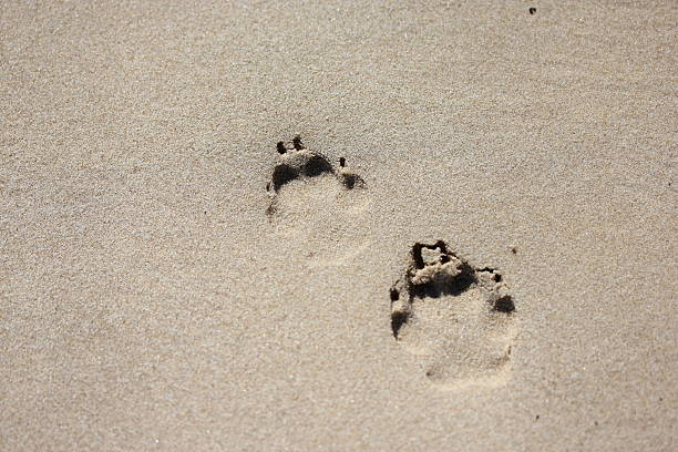 dingo estampados - paw print animal track footprint beach imagens e fotografias de stock