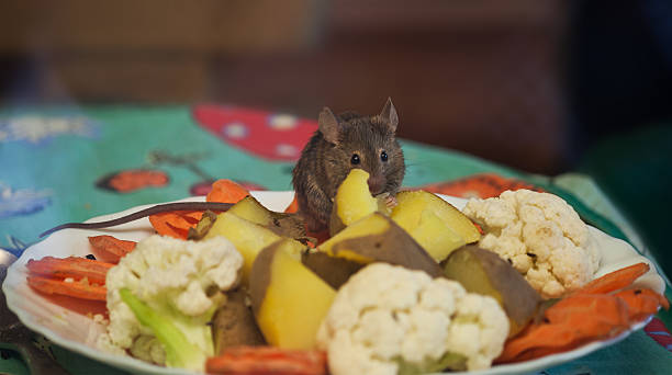 Mouse to table A mouse sitting on a table and nibbling a plate of vegetables. mus musculus stock pictures, royalty-free photos & images