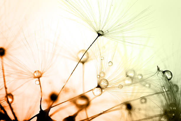 istock Abstract colorize macro of plant seeds dandelion 495781523
