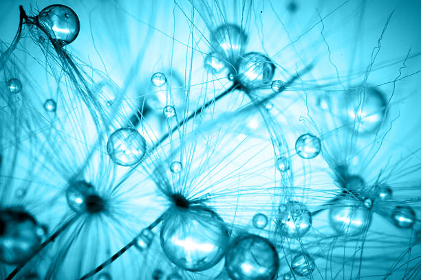 istock Abstract colorize macro of plant seeds dandelion 495781525