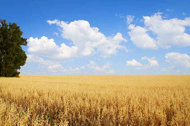 istock Field of oats 495782027