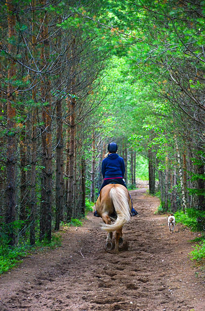 istock Woman horseback riding on forest path 495782040