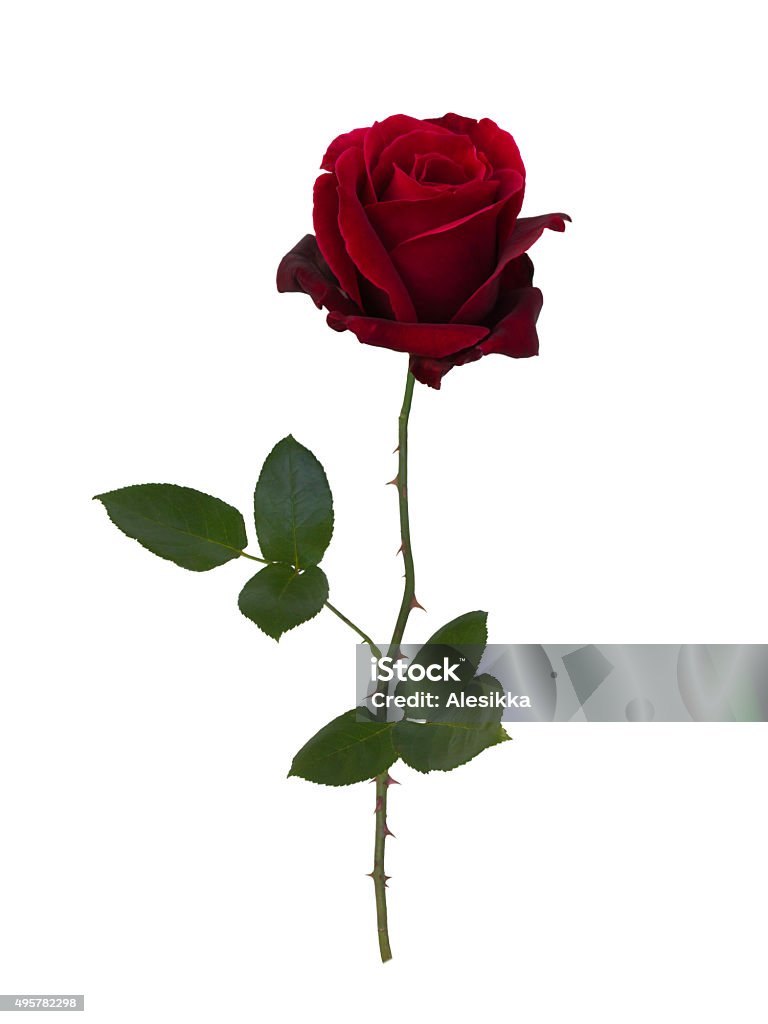 Dark red  rose Dark red rose isolated on white background Rose - Flower Stock Photo