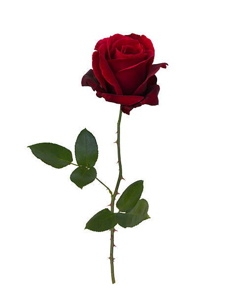 Dark red  rose Dark red rose isolated on white background thorn photos stock pictures, royalty-free photos & images