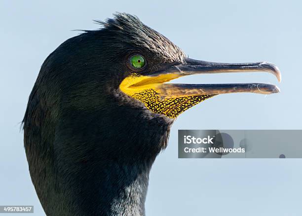 Shag Руководитель — стоковые фотографии и другие картинки Seahouses - Seahouses, Баклан, Бамбург