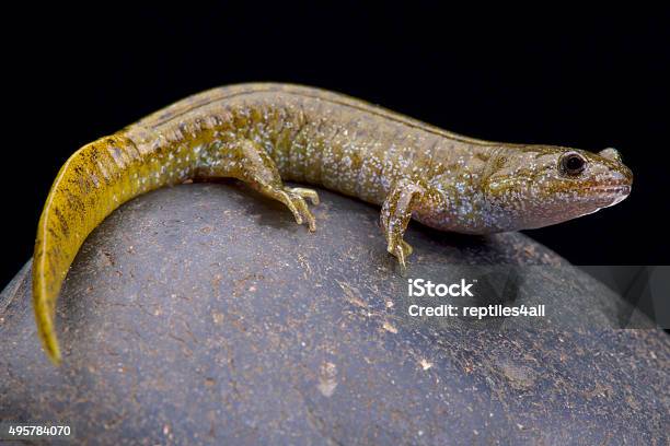 Photo libre de droit de Oita Salamandre Hynobius Dunni banque d'images et plus d'images libres de droit de Japon - Japon, Salamandre, Triton - Salamandridae