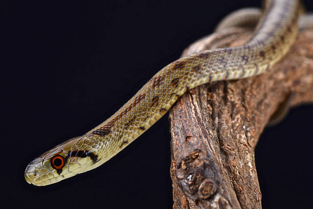 이탈리어어 aesculapian 뱀 (zamenis lineatus - rat snake 뉴스 사진 이미지