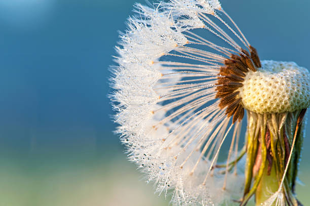 istock Dandelion loosing seeds with rays of sunlight. Outdoors closeup. 495785395