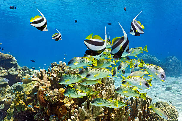 Shoal of fish on the coral reef stock photo