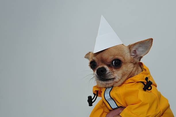 chihuahua es divertido - regenwetter fotografías e imágenes de stock