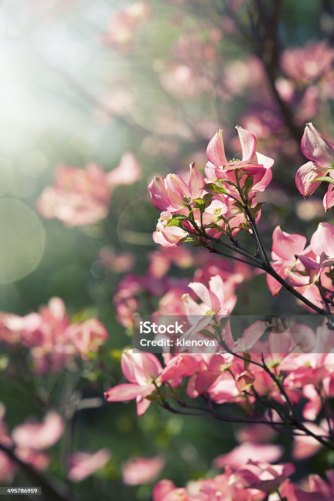 spring blossoming tree beautiful closeup spring blossoming tree Affectionate Stock Photo