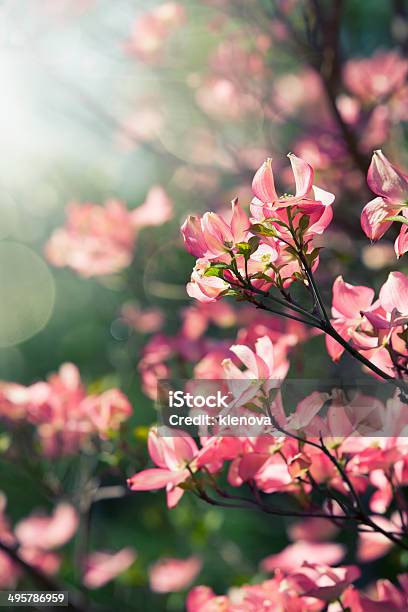 Spring Blossoming Tree Stock Photo - Download Image Now - Affectionate, Backgrounds, Beauty In Nature