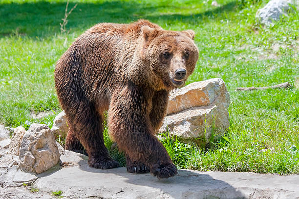 istock European brown bear (Ursus arctos arctos) 495786971