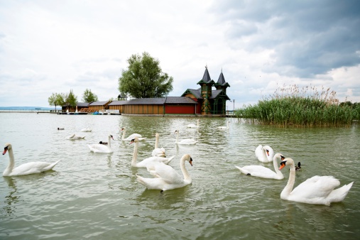Swan swimming with ducks on lake