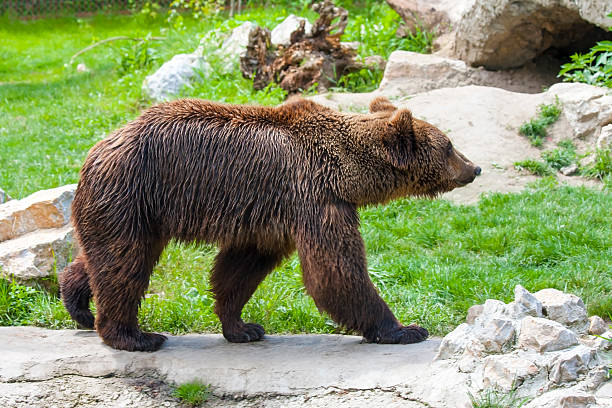 istock European brown bear (Ursus arctos arctos) 495786991