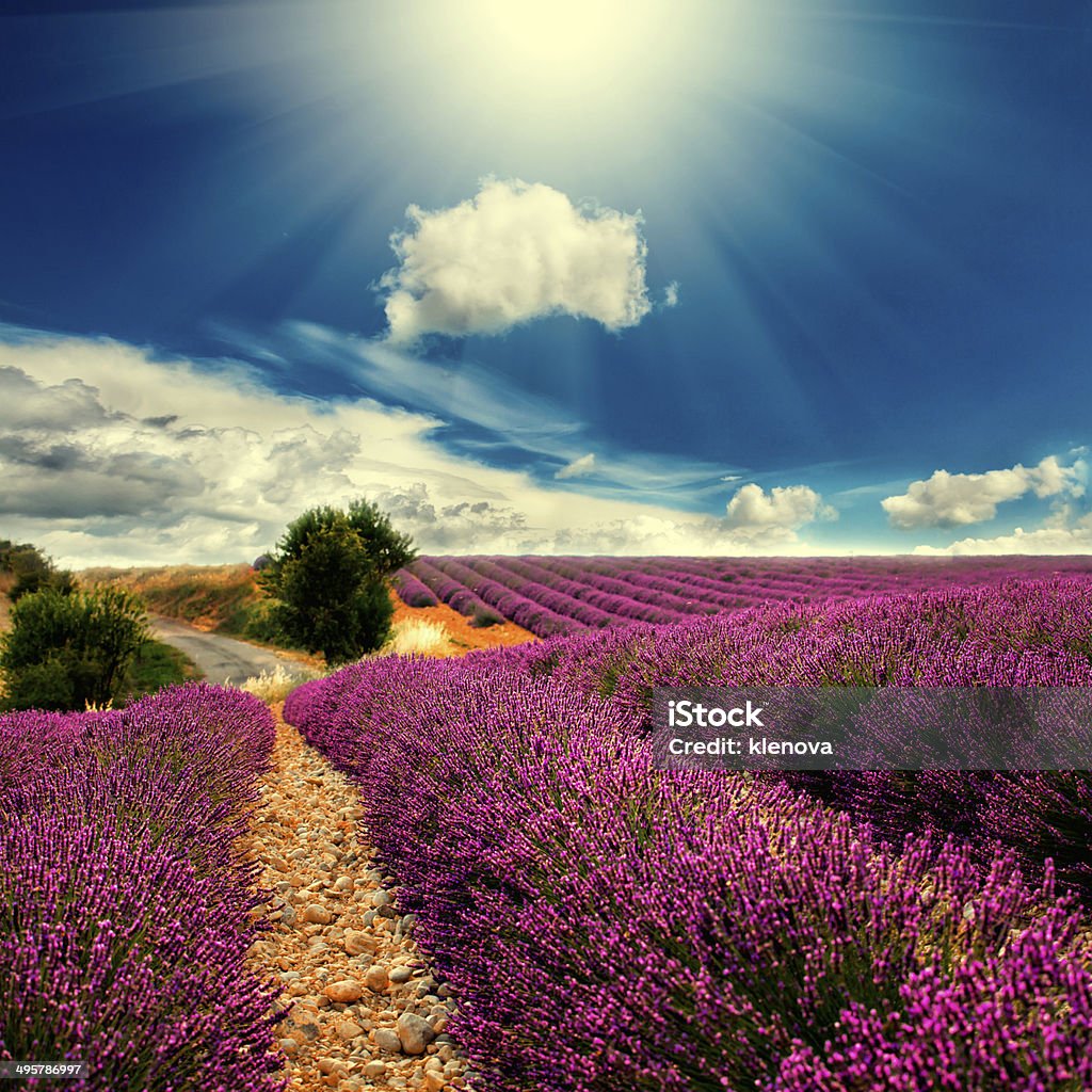 lavender field Beautiful image of lavender field Agricultural Field Stock Photo