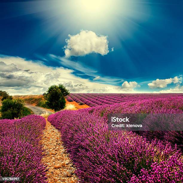 Lavender Field Stock Photo - Download Image Now - Agricultural Field, Aromatherapy, Backgrounds