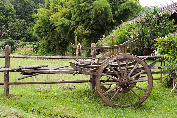 istock Asian Cart beside rice field 495787262