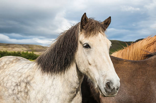 istock Icelandic horses in nature 495787420