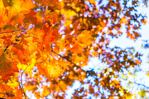 istock Abstract autumn background, old orange leaves, dry tree foliage 495798278