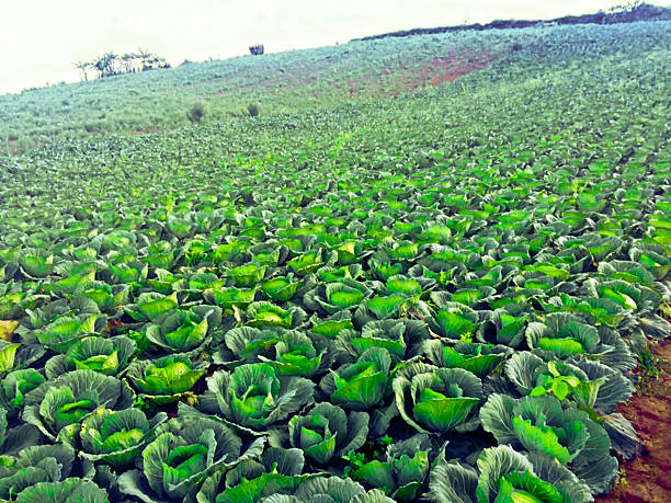istock Landscape view of a freshly growing cabbage field. 495799600