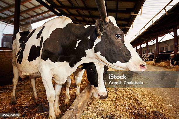 Herd Of Cows Stock Photo - Download Image Now - 2015, Agriculture, Animal