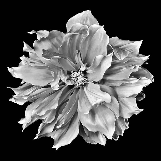 monochrome dahlia on a black background