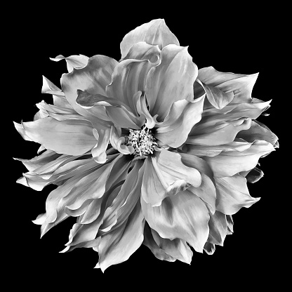 Monochrome macro close up shot of flower head